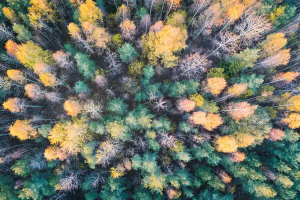 Photo texture. Nature of Estonia, colorful autumn forest, quadcopter photo. 