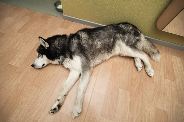 A husky dog ??sleeps on the floor in an apartment. High quality photo