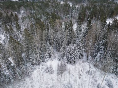 Karlı bir ormanın insansız hava aracı fotoğrafı, Estonya doğası. Yüksek kalite fotoğraf