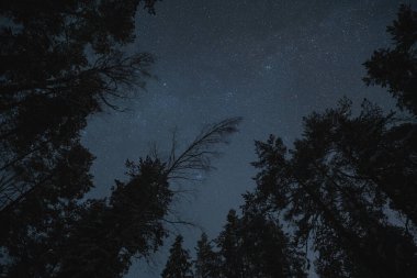 Estonya 'nın gece manzarası, kışın orman ağaçları yıldızlı gökyüzünün arka planına karşı ve gece ormanlarında Samanyolu.. 