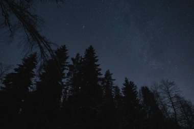 Estonya 'nın gece manzarası, kışın orman ağaçlarının silueti yıldızlı gökyüzünün arka planına karşı ve gece ormanlarında Samanyolu.. 
