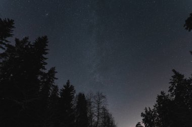 Estonya doğasının gece manzarası, kış ağaçlarının silueti yıldızlı gökyüzünün arka planına karşı ve gece ormanlarında Samanyolu. 
