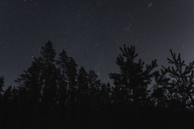Estonya doğasının gece manzarası, kış ağaçlarının silueti gece ormanlarında yıldızlı gökyüzünün arka planına karşı.. 
