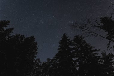 Kışın Estonya doğasının gece manzarası, ladin ağaçlarının silueti karanlık ormanda yıldızlı gökyüzünün arka planına karşı.. 