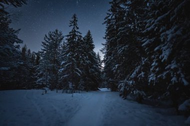 Kışın Estonya doğası, yıldızlı bir gökyüzünün altında bir gece ormanı fotoğrafı. Yüksek kalite fotoğraf