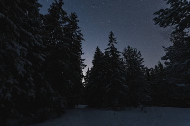 Kışın Estonya doğası, yıldızlı gökyüzünün altında bir gece ormanı fotoğrafı. Yüksek kalite fotoğraf