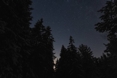 Estonya doğasının gece manzarası, kış ağaçlarının silueti desu 'daki yıldızlı gökyüzünün arka planına karşı. Yüksek kalite fotoğraf