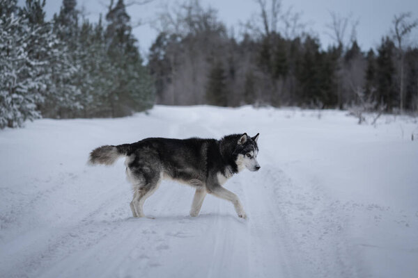 Husky dog ??in the winter forest. High quality photo