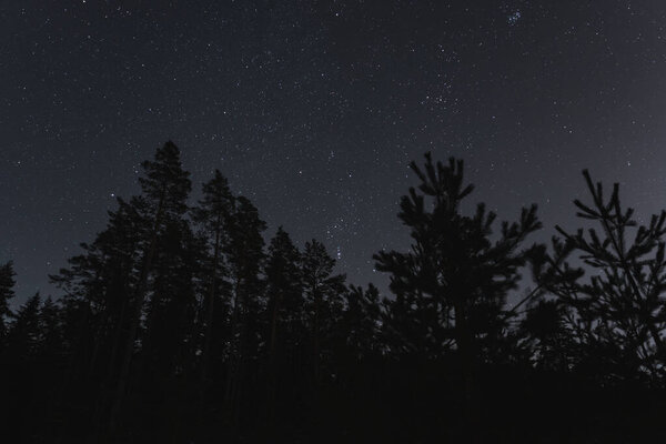 Ночная сцена природы Эстонии, силуэт зимних деревьев на фоне звездного неба в ночном лесу. 