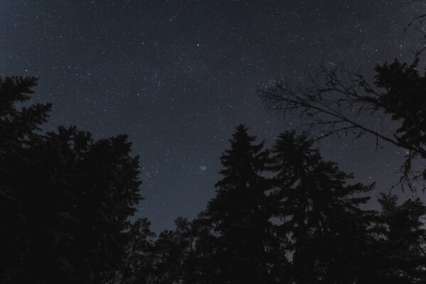 Ночная сцена природы Эстонии зимой, силуэт елок на фоне звездного неба в темном лесу. 