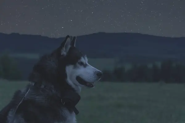 Husky dog, side view in the mountains at night. High quality photo