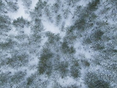 Estonya doğası, kış çam ormanının foto dokusu, insansız hava aracı manzarası. - Evet. Yüksek kalite fotoğraf