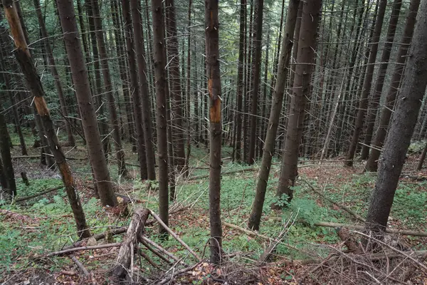 Yazın Polonya Tatralarında bir uçurumun tepesindeki orman. Yüksek kalite fotoğraf