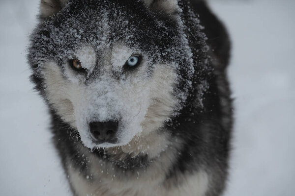 Muzzle in the snow of a husky dog ??with multi-colored eyes, close-up photo. High quality photo