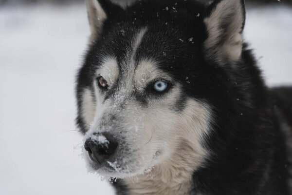 Muzzle of a Siberian Husky dog ??with multi-colored eyes in winter, close-up photo. High quality photo