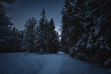 Kışın Estonya doğası, yıldızlı bir gökyüzünün altında bir gece ormanı fotoğrafı. Yüksek kalite fotoğraf