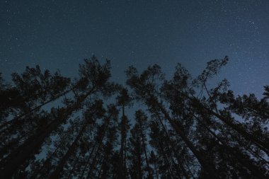 Çam ormanındaki ağaç siluetleri kışın yıldızlı gökyüzünün arka planına karşı. Yüksek kalite fotoğraf