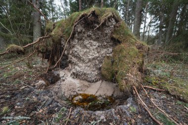 Estonya ormanlarındaki fırtınadan düşen bir ağaç..