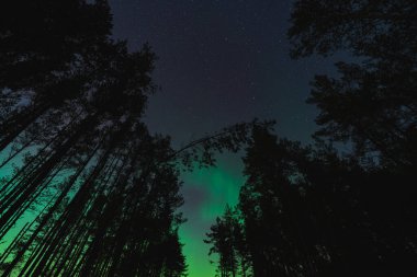 Gece sahnesi, astrofotograf, arka plandaki ağaçlar yıldızlı gökyüzü ve kuzey ışıkları. Özellikle. 