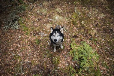 Husky köpeği oturuyor mu? Ormanda, geniş açılı mercekle çekilmiş bir fotoğraf.. 