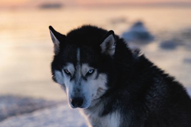 Üzgün köpek mi? Kışın doğaya bakan renkli gözlerle. Yüksek kalite fotoğraf