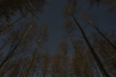 Gece sahnesi, Estonya, kış ormanı, yıldızlı gökyüzünün arka planındaki ağaçlar. Yüksek kalite fotoğraf