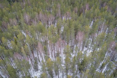 Estonya 'da çam ormanı, kış günü bir dronun çektiği fotoğraf. Yüksek kalite fotoğraf