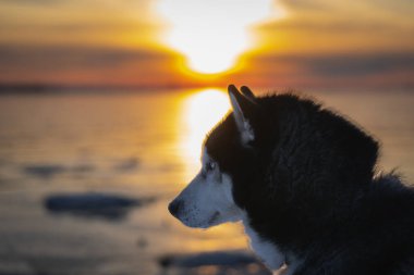 İri köpek mi? Gün batımının arka planına, yakın plan fotoğrafına karşı. Yüksek kalite fotoğraf