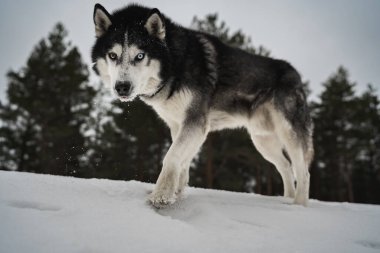 İri köpek mi? Kış ormanındaki çok renkli gözlerle, aşağıdaki fotoğrafla. Yüksek kalite fotoğraf