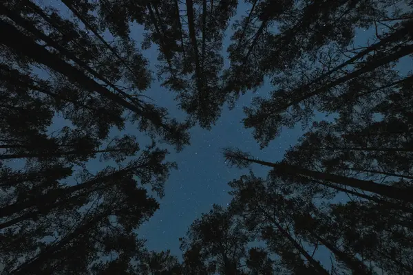 겨울에 하늘의 배경에 소나무 숲에서 나무의 실루엣 — 스톡 사진