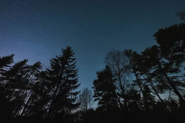 stock image Silhouettes of trees in a forest against the background of the starry sky in winter. 