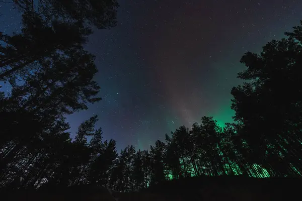 stock image Photo wallpaper of the night forest. Trees against the background of a starry sky with northern lights. 