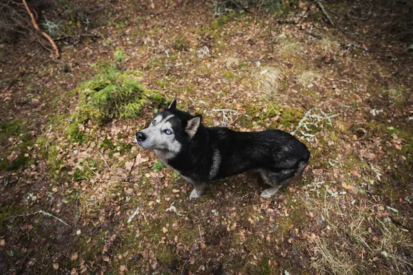 İri köpek mi? Ormanda, geniş açılı mercekle çekilmiş bir fotoğraf.. 