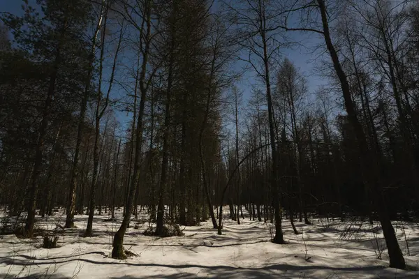 에스토니아 달빛에 품질의 — 스톡 사진