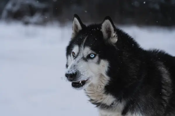 Förvånad Huskyhund Naturen Vintern Närbild Foto Högkvalitativt Foto — Stockfoto