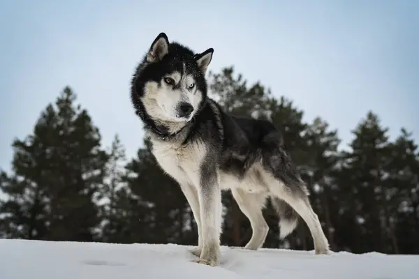Husky Hund Med Flerfärgade Ögon Vinterskog — Stockfoto