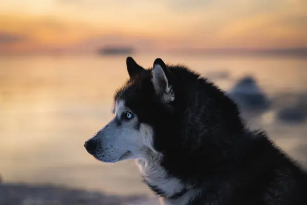 Sibirisk Huskyhund Mot Bakgrund Ett Hav Solnedgång Närbild Foto — Stockfoto