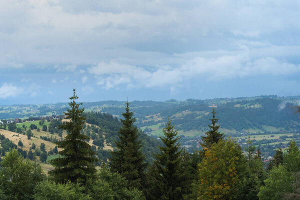 Nature in the Polish Tatra Mountains in the spring. Spruce trees against the backdrop of mountains. High quality photo