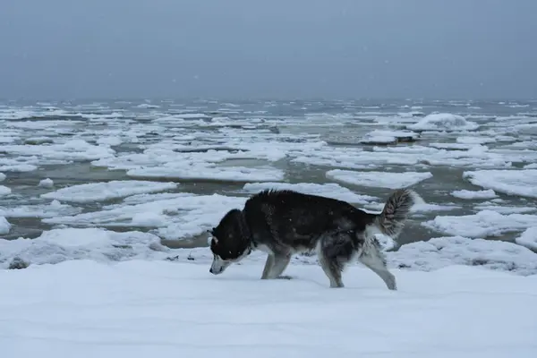 Husky Dog Walks Seashore Ice Floes Winter High Quality Photo — Stock Photo, Image