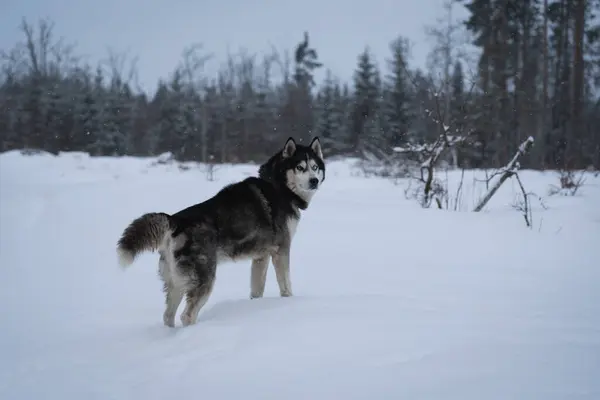 Husky Hund Med Flerfärgade Ögon Skogen Kall Dag Vintern Högkvalitativt — Stockfoto