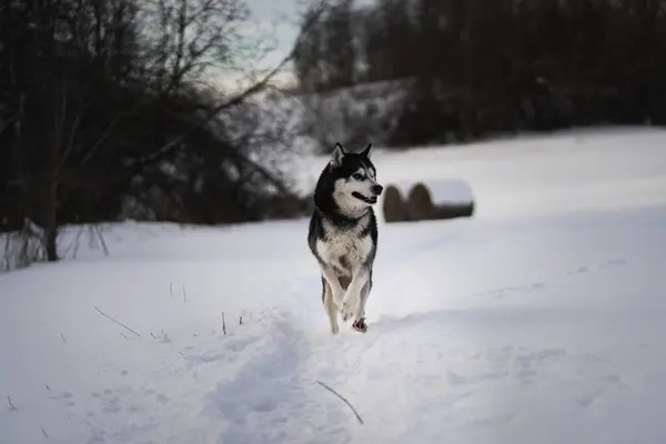 Huskyhund Rinner Genom Snön Ett Fält Vintern Högkvalitativt Foto — Stockfoto