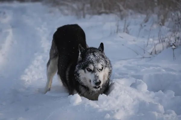 Arg Huskyhund Snön Vintern Högkvalitativt Foto — Stockfoto