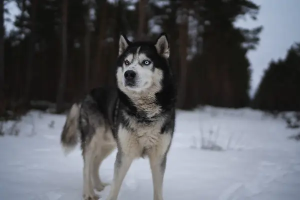 Husky Hund Med Flerfärgade Ögon Vinterskog — Stockfoto