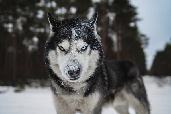 Severe Siberian Husky dog ??with multi-colored eyes in the winter forest, close-up front view photo. High quality photo