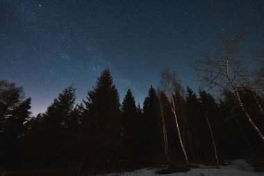 Kışın karışık bir orman ve yıldızlı bir gökyüzü. Estonya doğası. Yüksek kalite fotoğraf