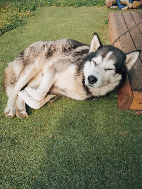 İri bir köpek mi? # Yazın kulübesinde uyuyakalır #. 