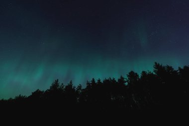Kuzey ışıkları orman üzerinde, gece doğa manzarası Estonya. 