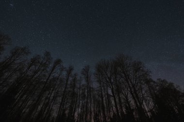 Gece fotoğrafı, manzara astrofotografı. Yapraksız orman ağaçları yıldızlı gökyüzünün arka planında. 