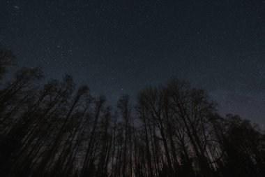 Night photo, landscape astrophotography. Forest trees without leaves against the background of the starry sky.  clipart