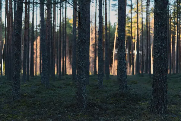 그늘과 태양에 소나무 에스토니아 — 스톡 사진